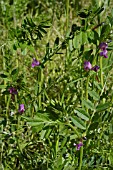 VICIA SEPIUM,  BUSH VETCH