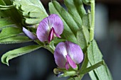 VICIA SEPIUM,  BUSH VETCH