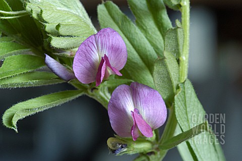 VICIA_SEPIUM__BUSH_VETCH