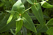 EUPHORBIA LATHYRIS,  CAPER SPURGE