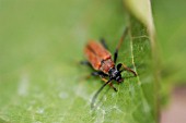 PYROCHROA COCCINEA,  CARDINAL BEETLE