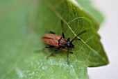 PYROCHROA COCCINEA,  CARDINAL BEETLE