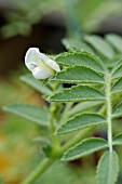 CICER ARIETINUM,  CHICK PEA