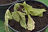 CUCUMBER DAMPING OFF,  FUNGAL PROBLEM