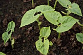 DWARF BEAN,  TENDERGREEN