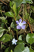 VINCA MAJOR VARIEGATA