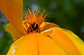 ESCHSCHOLZIA CALIFORNICA,  CALIFORNIAN POPPY