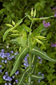 EUPHORBIA LATHYRIS,  CAPER SPURGE