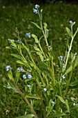 MYOSOTIS ARVENSIS,  FORGET ME NOT