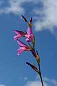 GLADIOLUS COMMUNIS BYZANTINUS