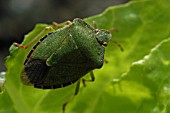 PALOMENA PRASINA,  GREEN SHIELDBUG