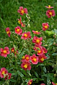 HELIANTHEMUM,  SUN ROSE