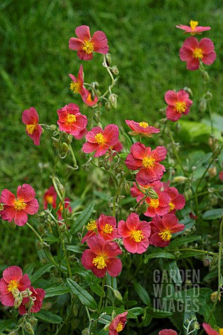 HELIANTHEMUM__SUN_ROSE