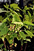 WHITE CURRANT FLOWERS