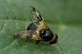 VOLUCELLA PELLUCANS,  HOVERFLY