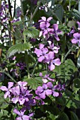 LUNARIA ANNUA,  HONESTY