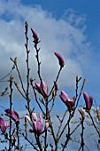 MAGNOLIA SUSAN,  TULIP TREE