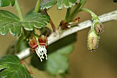 WORCESTERBERRY FLOWER