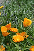 CALENDULA,  ESCHSCHOLZIA,  LAVANDULA BORDER