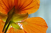 TROPAEOLUM MAJUS,  NASTURTIUM