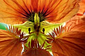 TROPAEOLUM MAJUS,  NASTURTIUM