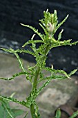 CURLY TOP VIRUS ON OENOTHERA BIENNIS,  EVENING PRIMROSE