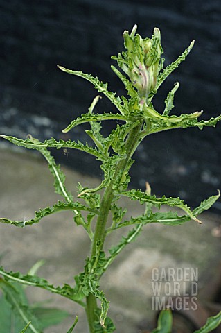 CURLY_TOP_VIRUS_ON_OENOTHERA_BIENNIS__EVENING_PRIMROSE