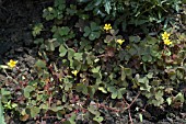 OXALIS CORNICULATA,  WOOD SORREL