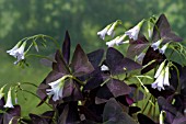 OXALIS TRIANGULARIS,  WOOD SORREL