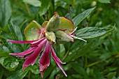 PAEONIA,  PAEONY