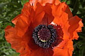 PAPAVER ORIENTALE,  ORIENTAL POPPY