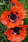 PAPAVER ORIENTALE,  ORIENTAL POPPY