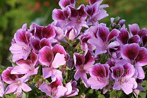 PELARGONIUM__ANGEL_EYES_JOSIE