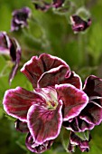 PELARGONIUM,  ANGEL VELVET DUET