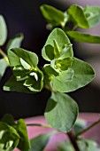 EUPHORBIA PEPLUS,  PETTY SPURGE