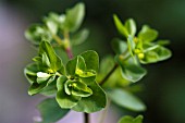 EUPHORBIA PEPLUS,  PETTY SPURGE