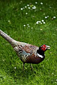 PHEASANT