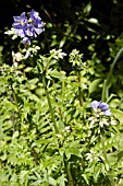 POLEMONIUM CAERULEUM,  JACOBS LADDER