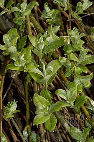 SALIX_CAPREA_KILMARNOCK__WEEPING_WILLOW