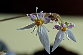 SAXIFRAGA SARMENTOSA,  MOTHER OF THOUSANDS