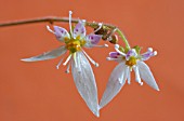 SAXIFRAGA SARMENTOSA,  MOTHER OF THOUSANDS