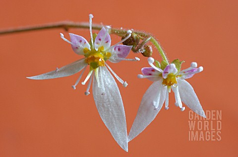 SAXIFRAGA_SARMENTOSA__MOTHER_OF_THOUSANDS