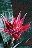 AECHMEA FASCIATA