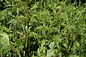 RUMEX SCUTATUS,  FRENCH SHIELD LEAF SORREL