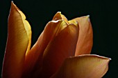 TULIPA,  TULIP