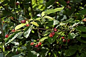 AMELANCHIER CANADENSIS BERRIES