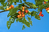 SNAIL DAMAGE TO LEAVES OF CHERRY STELLA