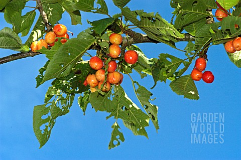 SNAIL_DAMAGE_TO_LEAVES_OF_CHERRY_STELLA