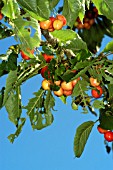 SNAIL DAMAGE TO LEAVES OF CHERRY STELLA