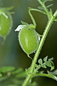 CHICK PEA POD (CICER ARIETINUM)